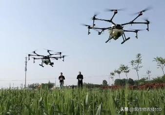 小麦赤霉病即将大爆发，防治不能马虎！