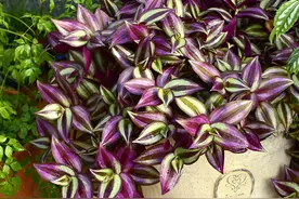 16种耐阴花，就算阳光不足，也能年年生长、开花图片