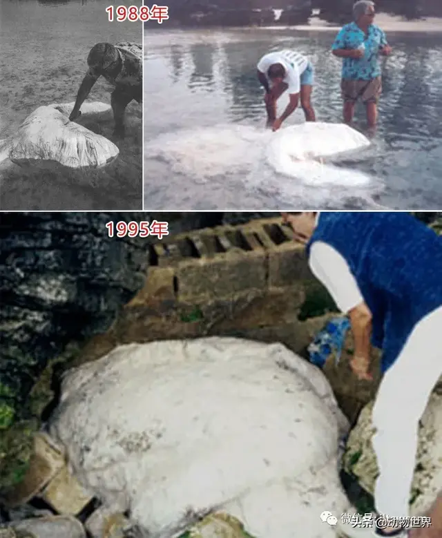 不可思议的神秘动物（四）