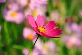 异性之间的友谊，往往是有苦难言图片