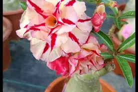 没有根系的沙漠玫瑰在夏季高温怎么上盆，上盆后怎么养？图片