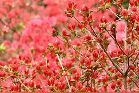 【美丽中国 秀美乡村】象公山上杜鹃红图片
