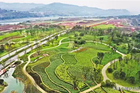 一座岛就这样回归自然——长江上游最大江心岛的生态变奏图片