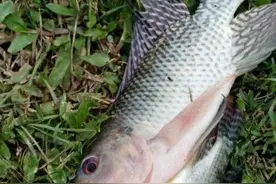 钓罗非选钓位很重要，但并不难，注意几个方面就行图片