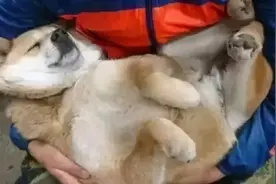 看到陪自己卖菜的大黄狗很困，抱在怀中，狗狗：来生还认你当主人图片