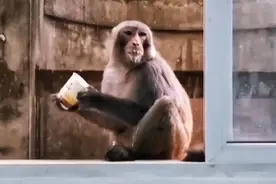 四川西昌猴子成灾市民提“治猴”建议，当地：已计划再次给猴子“移民”图片