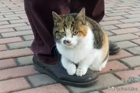 冬日里的流浪猫，渴到吃冰块，为取暖紧抱路人不放手图片
