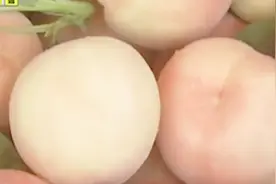 糖尿病人能吃桃吗？糖尿病人该选择什么样的桃？专家都是怎么说的视频封面