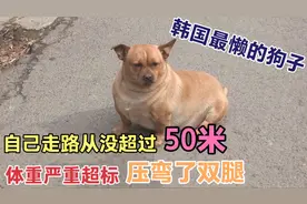 韩国最懒的狗子，体重超标压弯了双腿，从没靠自己走路超过50米图片