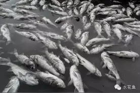 鱼类渔药中毒(或农药投毒)及其解救措施：用药要上心、敬心、小心图片