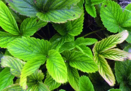 草莓缺素问题大，千万不可小看他，看看各元素的作用吧