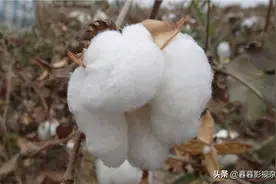 肖战签约李宁，多位明星解约代言，在大是大非面前我们从不低头图片