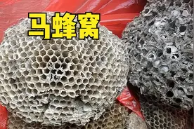 农村收马蜂窝和爬蚱皮挣钱吗？渠道有哪些？看看从事10年商贩咋说图片