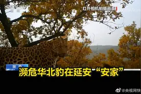 濒危华北豹在陕西安家图片