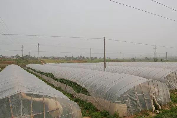 别老看别人的大棚了！避开这5大误区，你也可以建出高产草莓棚