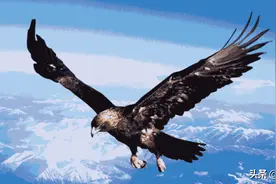 狼唯一的天敌，生活在我国大西北沙漠地区，最爱的食物就是狼图片