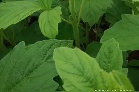蜜蜂与花朵的故事图片