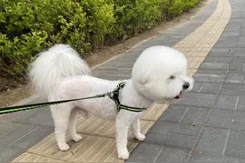 比熊日常照片图片