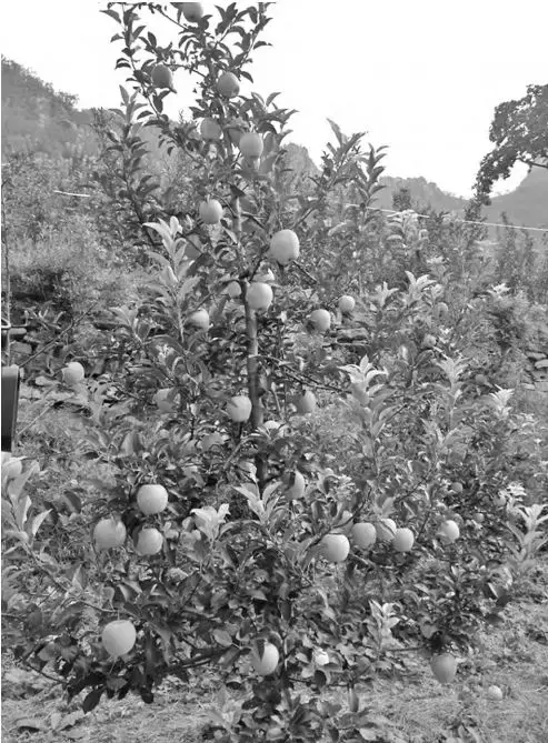 苹果细长纺锤形幼树整形修剪技术