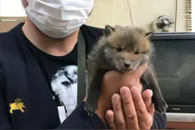 小狗主动上门求收养，养了几天后发现不对，咨询兽医后：这不是狗图片