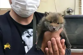 小狗主动上门求收养，养了几天后发现不对，咨询兽医后：这不是狗图片