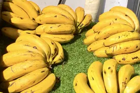 香蕉弯的好还是直的好？30年果农：记住这4招，以后别买错了图片