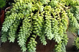 每一个爱多肉的人，都是热爱生活的人图片