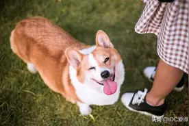 狗语解读：狗狗出现这十个小动作的代表了什么？图片