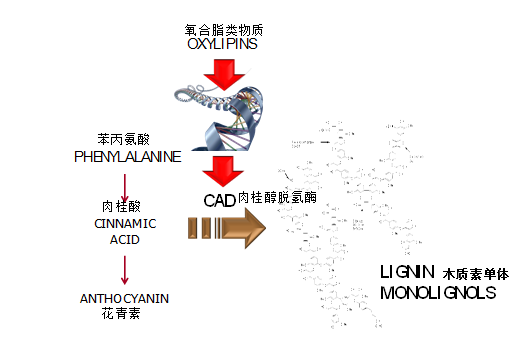 那些你不知道的事——含氨基酸肥料在转色上的应用