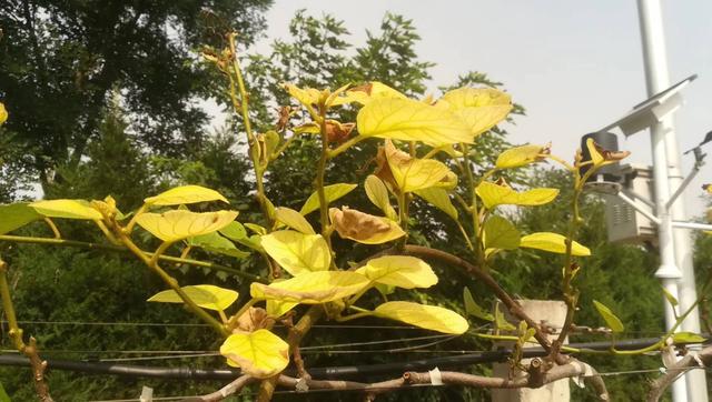 猕猴桃缺铁白化严重，补充铁肥料效果差，果农如何处理才好？