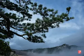 小松树 大风景图片