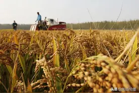 2021年稻谷，究竟卖干粮还是湿粮利润高?为什么?两者能差多少钱？图片