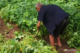 红薯旺长，如何科学控旺促高产？农业专家分享两个实战经验图片