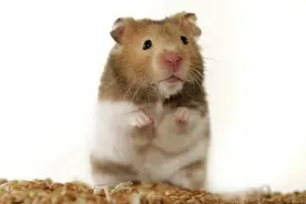 仓鼠可以活多久？图片