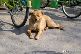 路边的流浪小黄狗，只对女孩狂摇尾巴，狗狗：你身上有主人的味道图片