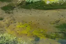 雨后京西樱桃泉 蝌蚪成群引人围观图片