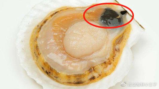扇贝的腮不能吃.