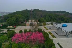 航拍安徽芜湖：雕塑公园梅花盛开春意浓图片