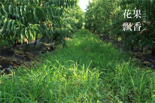 谈恋爱、听音乐、坐月子……这家果园的管理方式太奇葩
