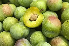 买甜脆李，最忌挑绿色的，教你5招，挑出香甜爽脆又多汁的甜脆李图片