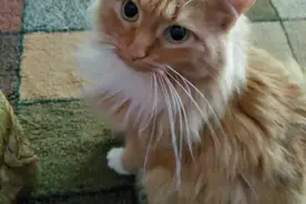 疯了！素食主义女朋友逼我扔掉我的猫，竟是因为它吃肉…”图片