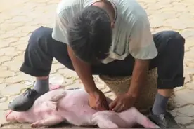 生产队里的兽医图片