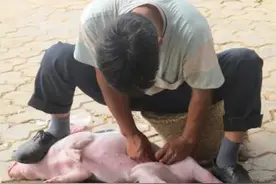 生产队里的兽医图片