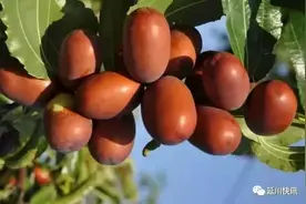 延川特产上了美国人的餐桌图片