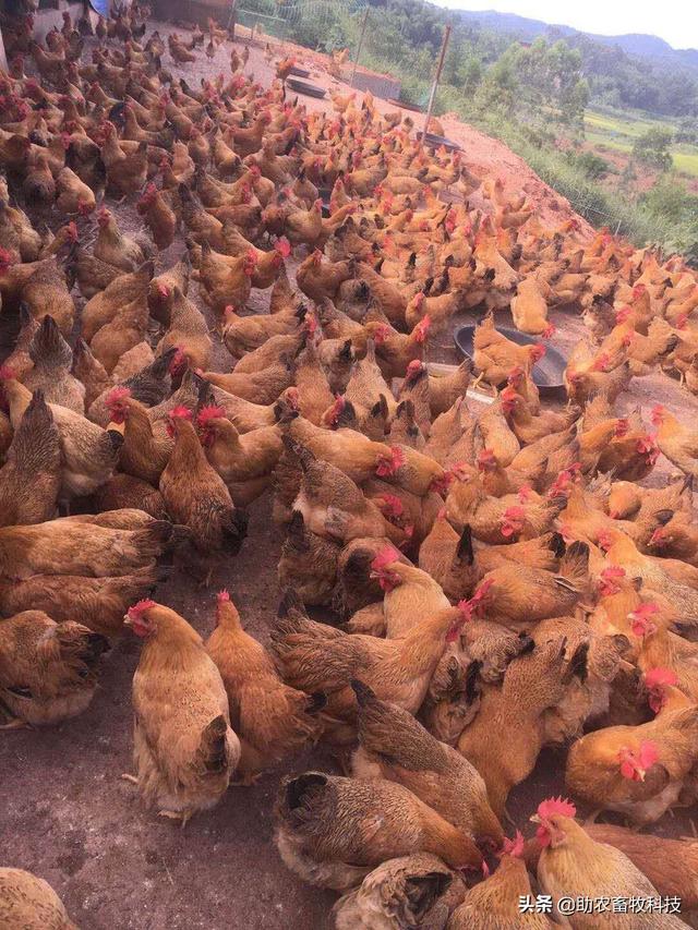 研究表明发酵饲料具有改善氨基酸、脂肪酸，肌肉理化特性及风味