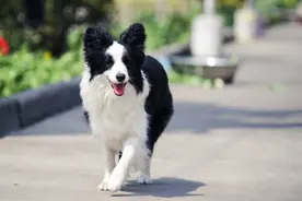 “纯种边牧”的特征，若你家狗一个不中，那可能是串串图片