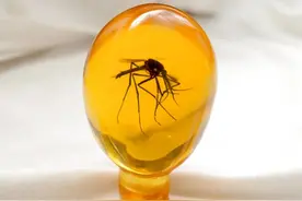 蚊子打不尽与交配有关！灭蚊率94%实验已成功，为何不推广？图片