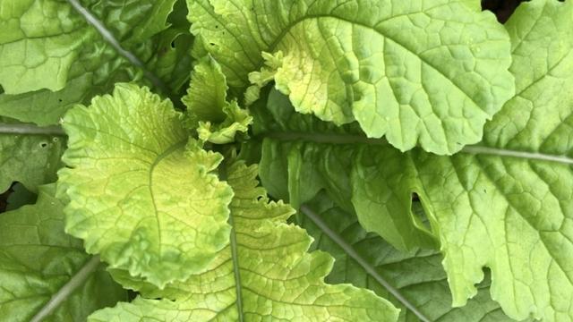 气温低导致的根系差，长势弱。要怎么改变才能增产增量