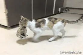 流浪猫叼着孩子冲进医院内部，经检查孩子无大碍：下次记得挂号哦图片