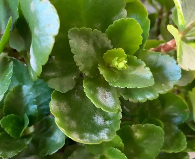 白粉病也是长寿花很容易得的一个病害,主要表现是长寿花的茎叶下面